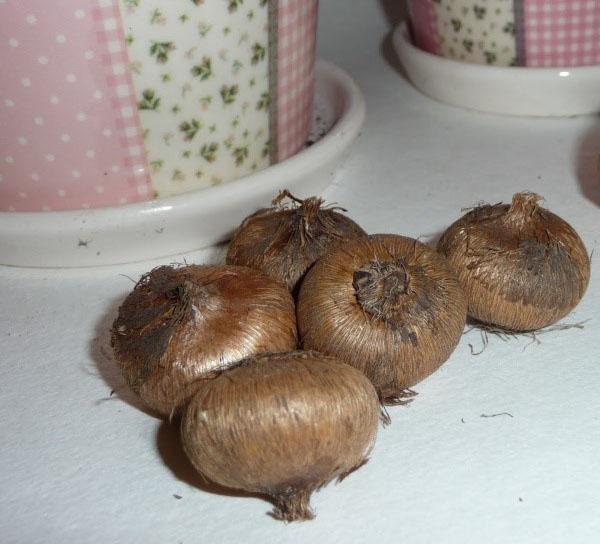 choisir des bulbes à planter