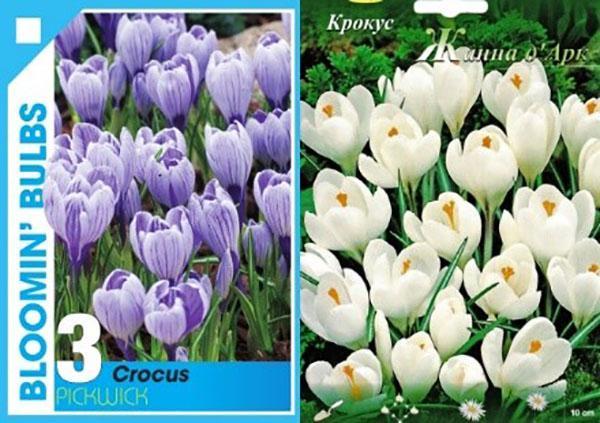 variétés de crocus pour forcer