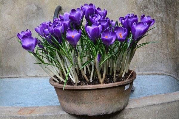 les crocus ont fleuri avant le 8 mars