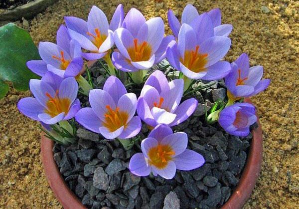 les crocus fleurissent