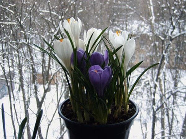 les crocus fleurissent en hiver