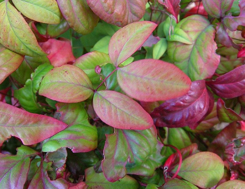 variété de Nana Purpurea