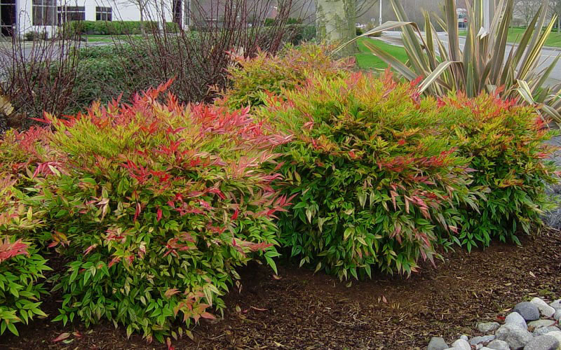 nandina en el jardín