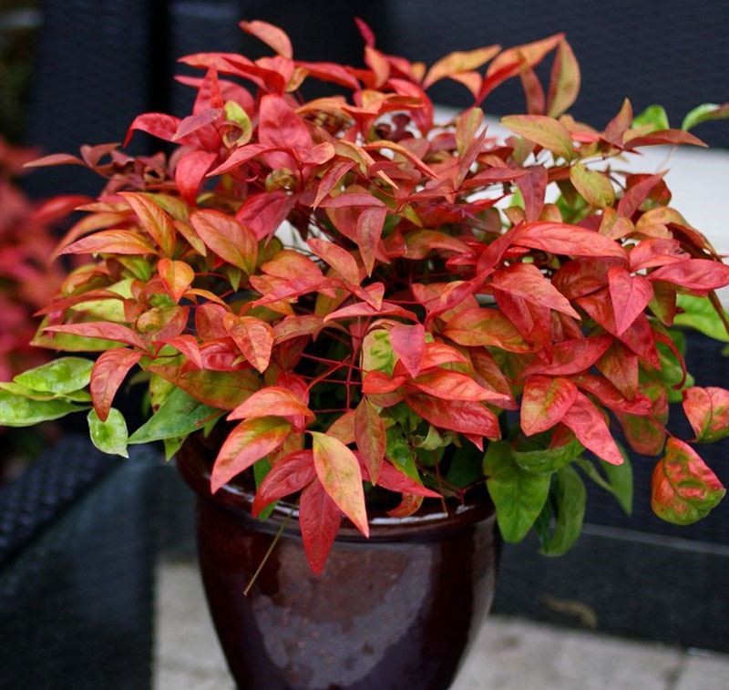 nandina en una olla