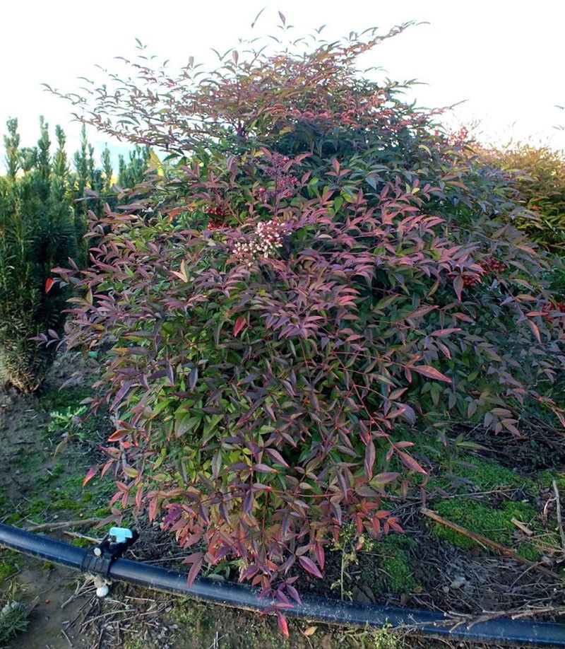 nandina con curvas en el jardín