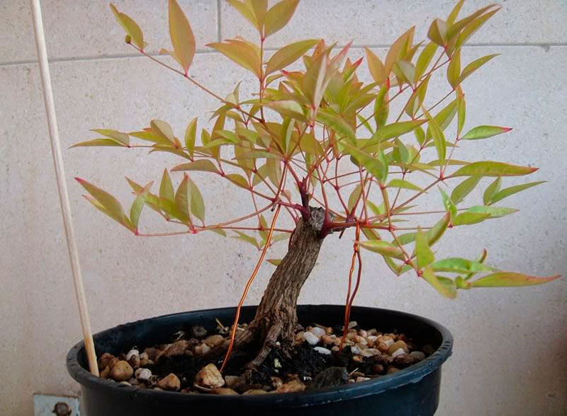 poda nandina