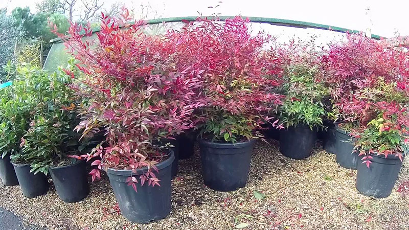 jeunes arbres de nandina