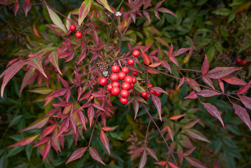 baies de nandina