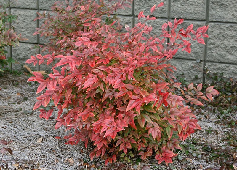 arbuste à feuilles persistantes