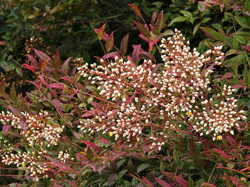 flor de nandina