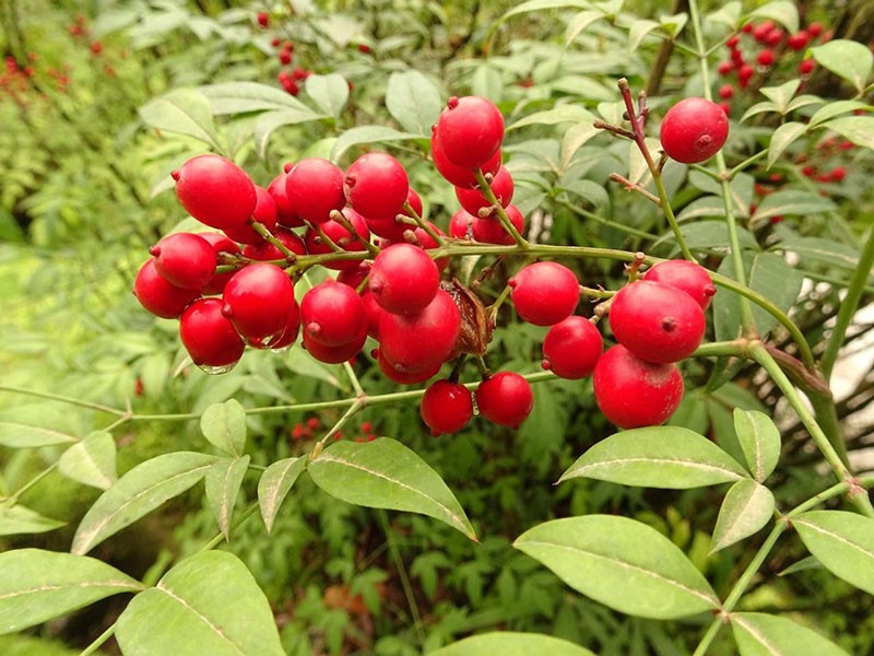 bayas nandina