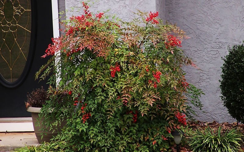 décoration de jardin