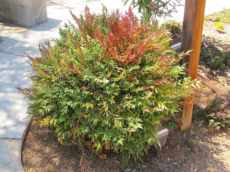 Variedad ornamental de Nandina Harbour Dwarf