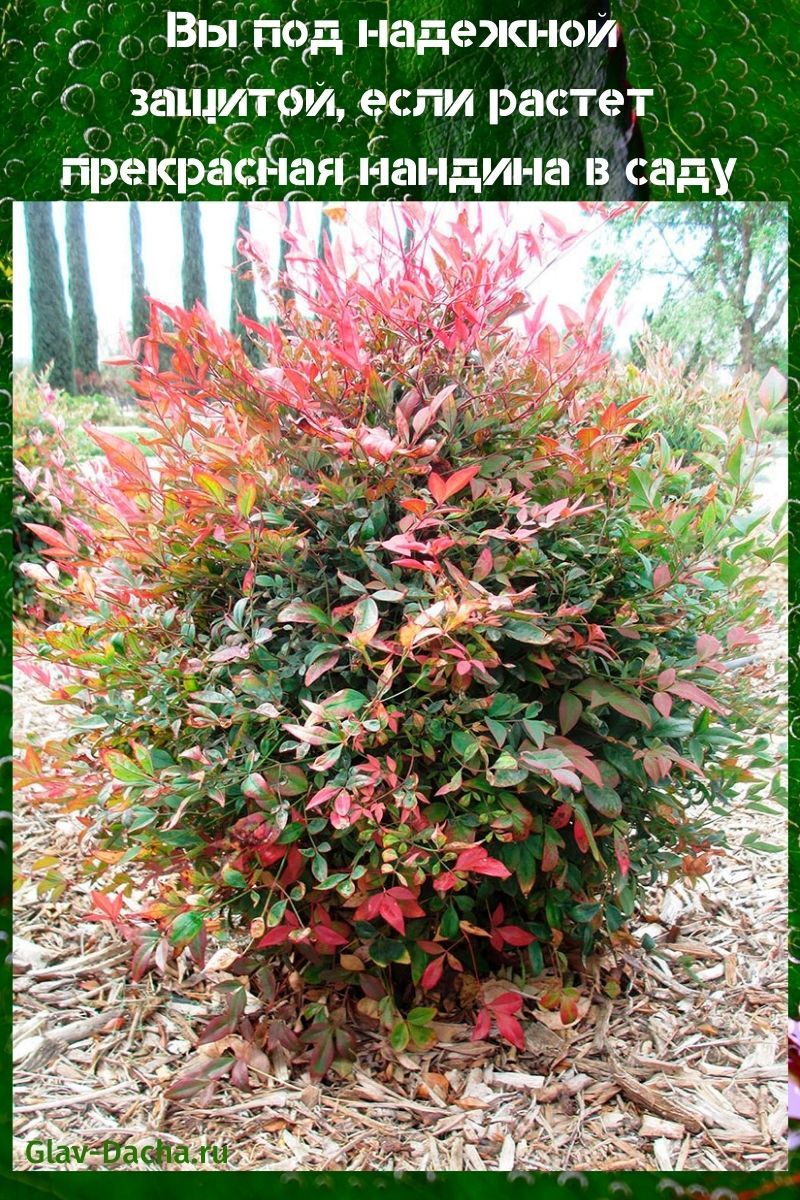nandina en el jardín