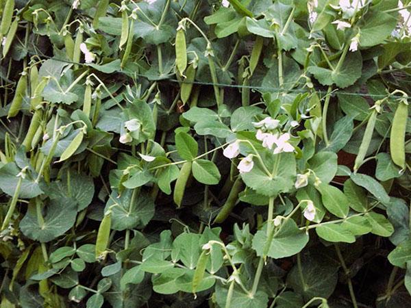 Maduración de guisantes en un jardín abierto.