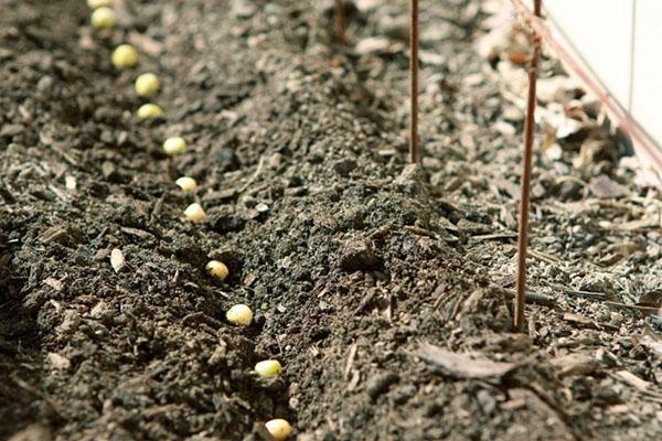 plantar semillas de guisantes en campo abierto