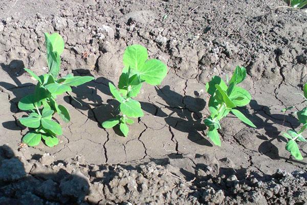 cuidado de las plántulas de guisantes