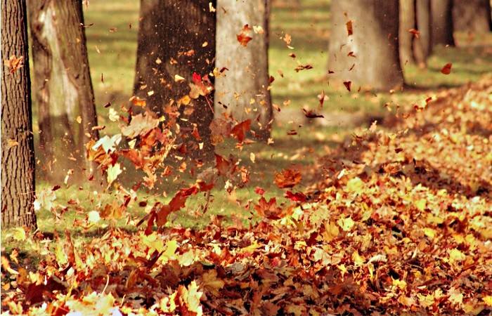 paillis de feuilles