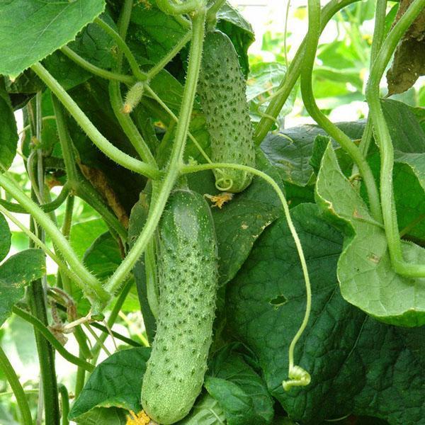 variété Macha