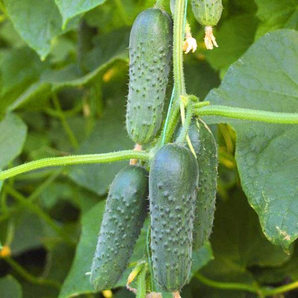 légumes verts juteux