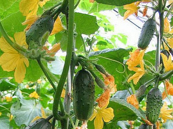 variedad de colibrí