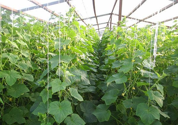 cultivo de pepinos en invernadero