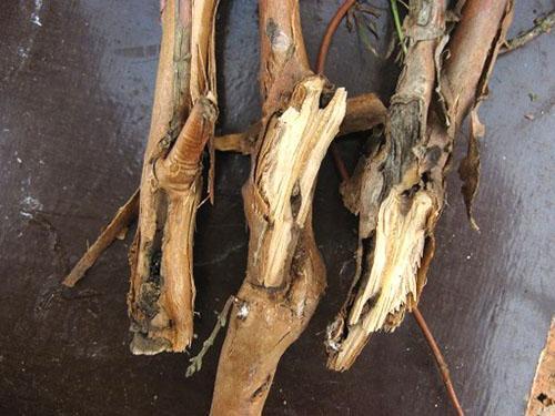 Buisson de chèvrefeuille endommagé par les parasites