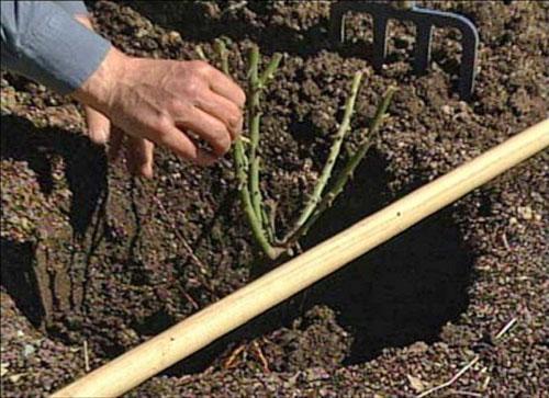 Planter du chèvrefeuille dans un endroit permanent