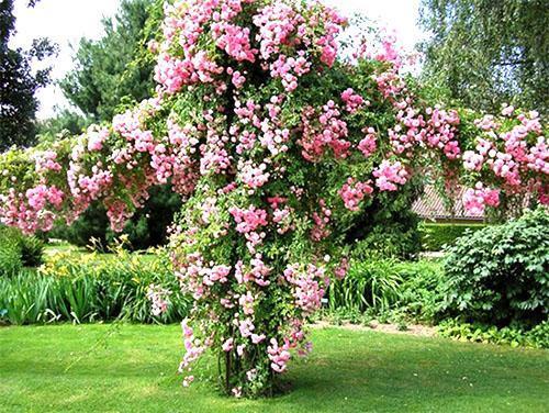 Chèvrefeuille tatar en fleurs
