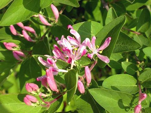 Variété de rosea