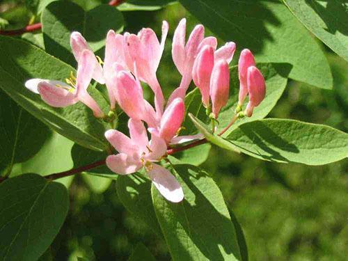 Cultivar Zabelii