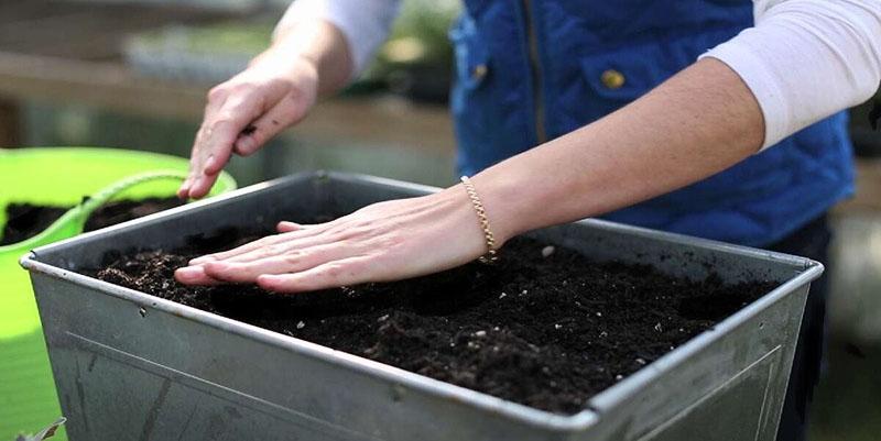 technique de plantation de graines de tomates