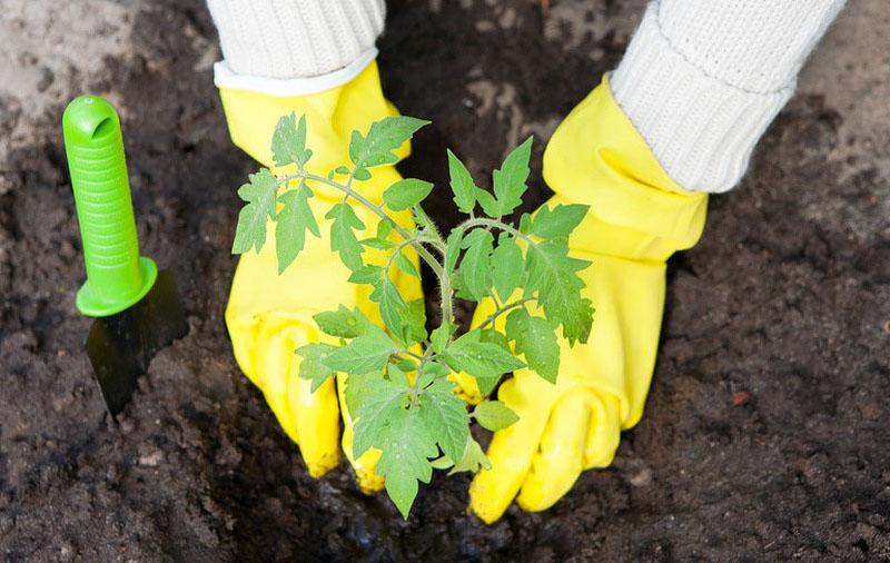 planter des semis en pleine terre