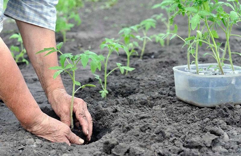 lit de tomates