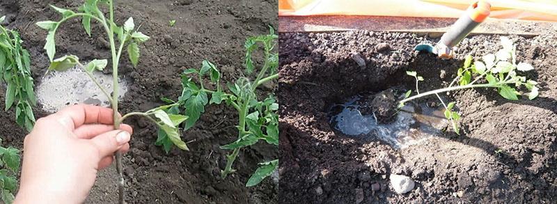 riego y alimentación durante la siembra