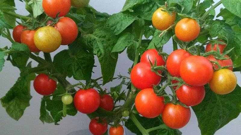 tomate estándar Rotkappchen (Caperucita Roja)