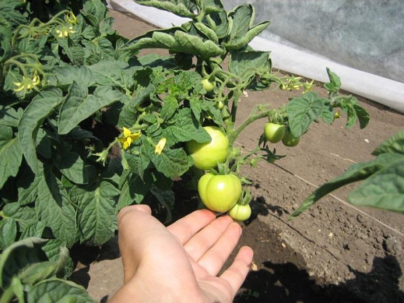 frutos formados de tomates