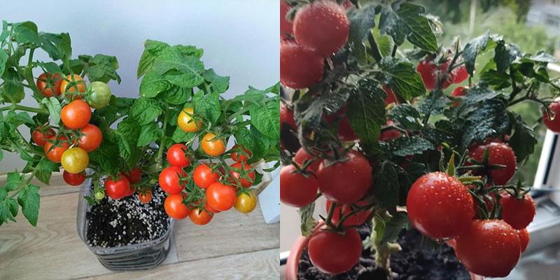 Tomate Rotkepphen Little Red Riding Hood sur le rebord de la fenêtre