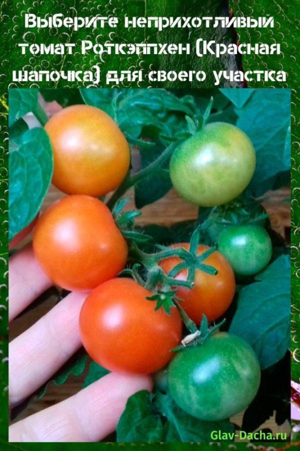 Tomate Rotkappchen (Caperucita Roja)