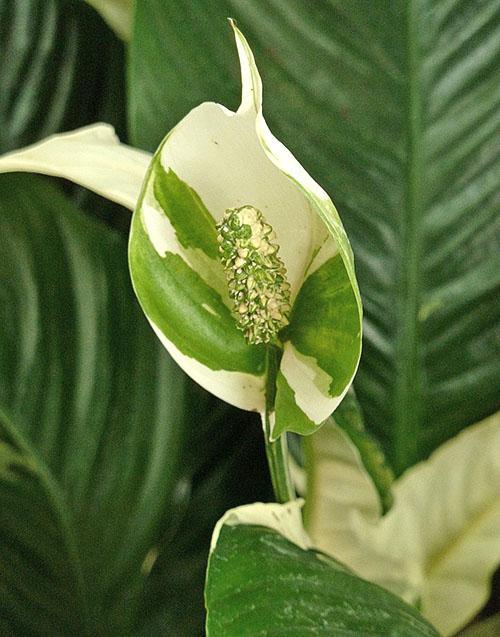 Color abigarrado de la inflorescencia de spathiphyllum