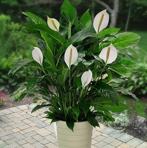 Spathiphyllum de Alana