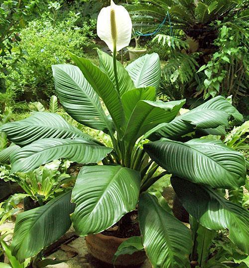 Sensación de Spathiphyllum