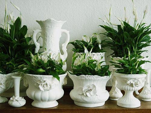 Spathiphyllum dulce Sylvia