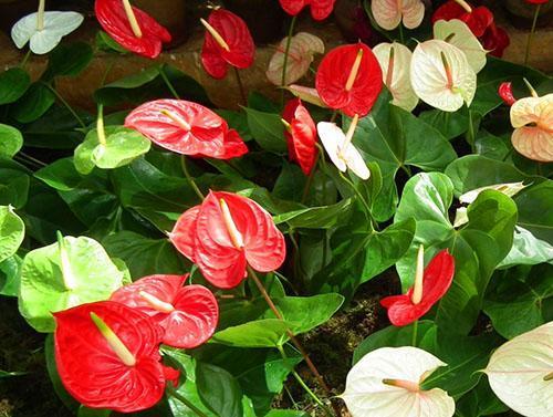 Inflorescencia roja de anthurium
