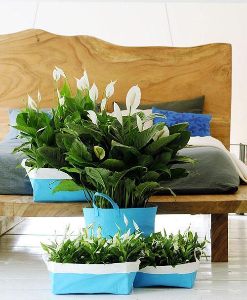 Diferentes variedades de spathiphyllum en el interior de la habitación.