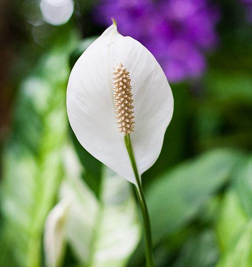 Inflorescencia delicada de spathiphyllum