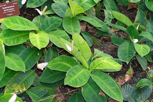 Spathiphyllum floreciendo profusamente