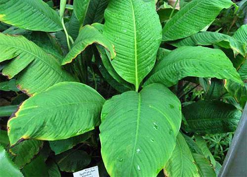 Spathiphyllum es agradable