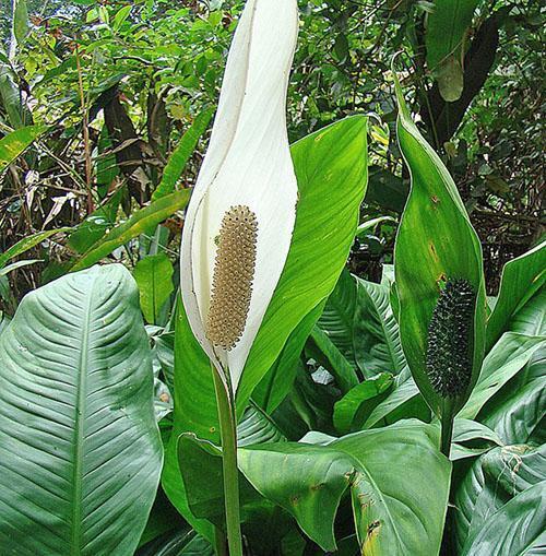 Spaliphyllum en forma de cuchara