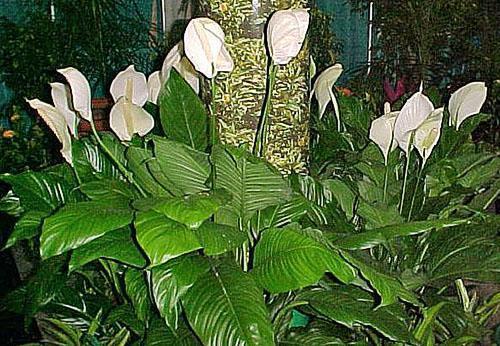 Spathiphyllum en diseño de paisaje